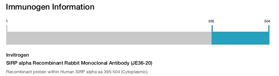 SIRP alpha Recombinant Rabbit Monoclonal Antibody (JE36-20)