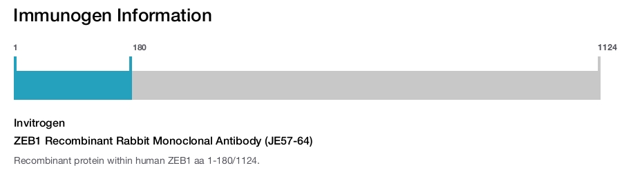 ZEB1 Recombinant Rabbit Monoclonal Antibody (JE57-64)