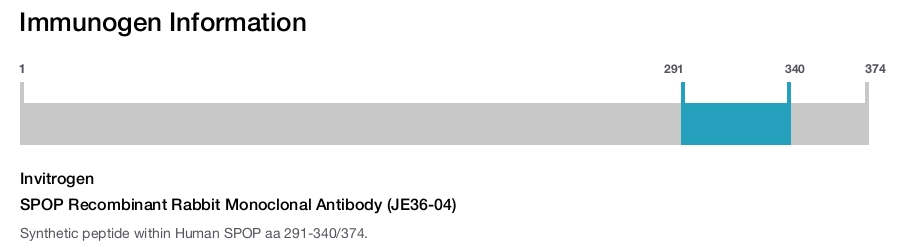 SPOP Recombinant Rabbit Monoclonal Antibody (JE36-04)