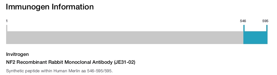 NF2 Recombinant Rabbit Monoclonal Antibody (JE31-02)