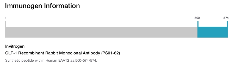 GLT-1 Recombinant Rabbit Monoclonal Antibody (PS01-62)