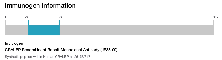 CRALBP Recombinant Rabbit Monoclonal Antibody (JE35-09)