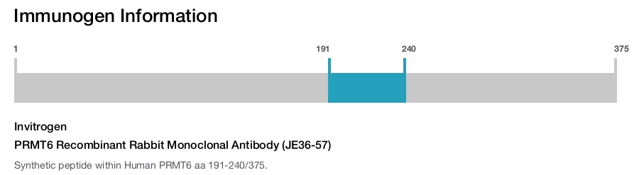 PRMT6 Recombinant Rabbit Monoclonal Antibody (JE36-57)