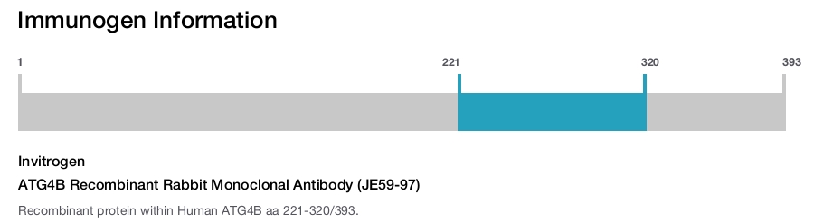 ATG4B Recombinant Rabbit Monoclonal Antibody (JE59-97)