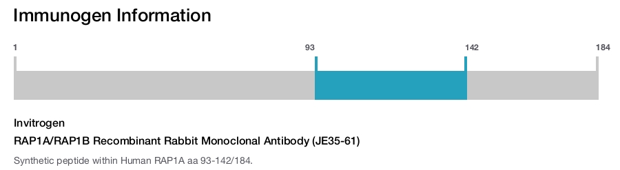 RAP1A/RAP1B Recombinant Rabbit Monoclonal Antibody (JE35-61)