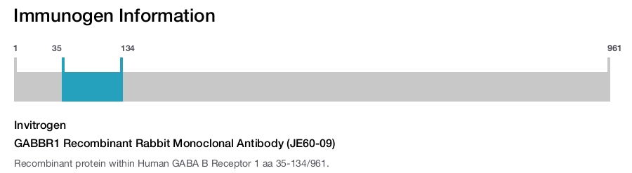 GABBR1 Recombinant Rabbit Monoclonal Antibody (JE60-09)