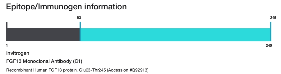 FGF13 Monoclonal Antibody (C1)