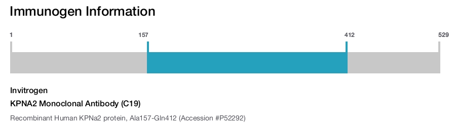 KPNA2 Monoclonal Antibody (C19)