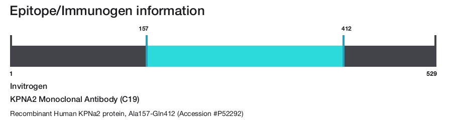 KPNA2 Monoclonal Antibody (C19)