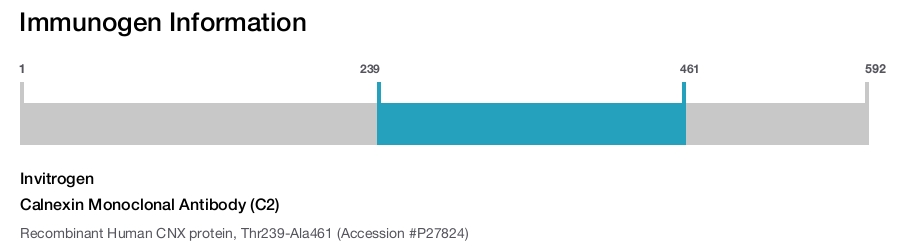 Calnexin Monoclonal Antibody (C2)
