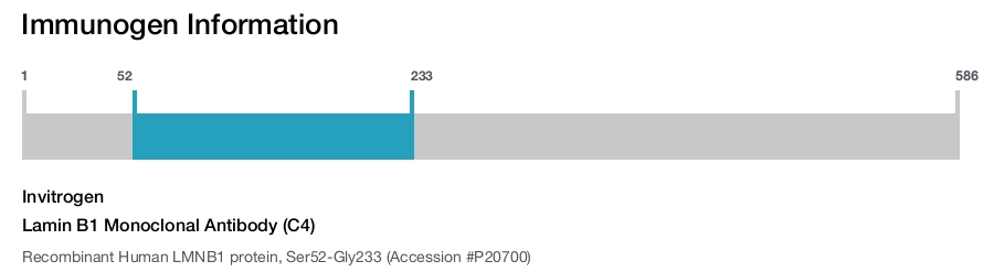 Lamin B1 Monoclonal Antibody (C4)