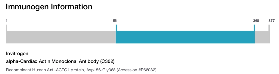 alpha-Cardiac Actin Monoclonal Antibody (C302)