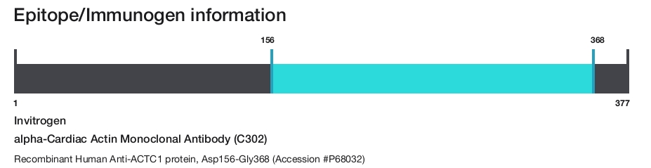alpha-Cardiac Actin Monoclonal Antibody (C302)
