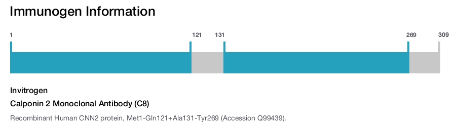 Calponin 2 Monoclonal Antibody (C8)