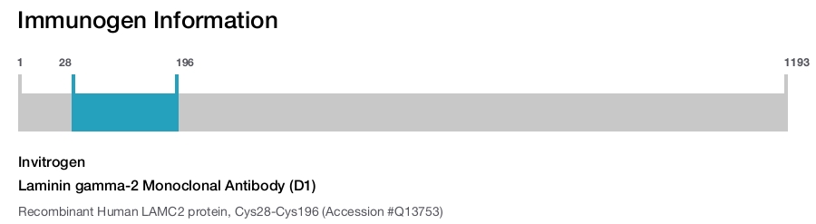 Laminin gamma-2 Monoclonal Antibody (D1)