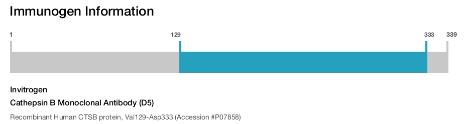 Cathepsin B Monoclonal Antibody (D5)