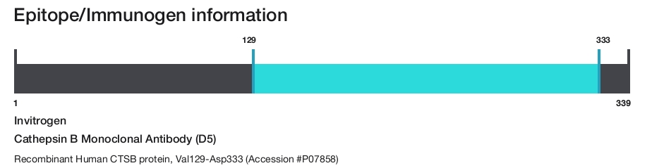 Cathepsin B Monoclonal Antibody (D5)