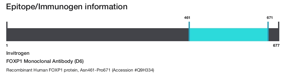 FOXP1 Monoclonal Antibody (D6)