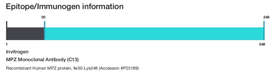 MPZ Monoclonal Antibody (C13)