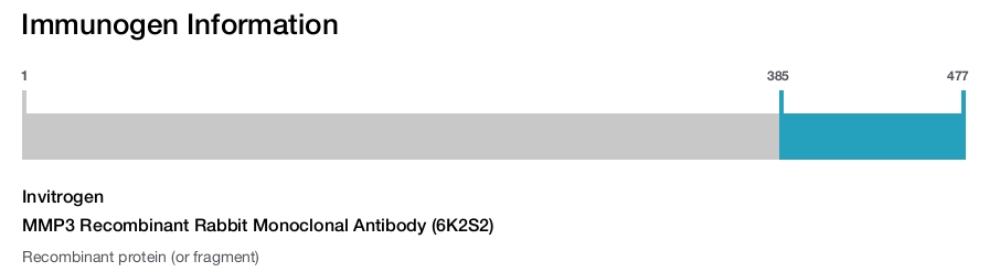 MMP3 Recombinant Rabbit Monoclonal Antibody (6K2S2)