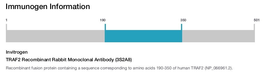TRAF2 Recombinant Rabbit Monoclonal Antibody (3S2A8)