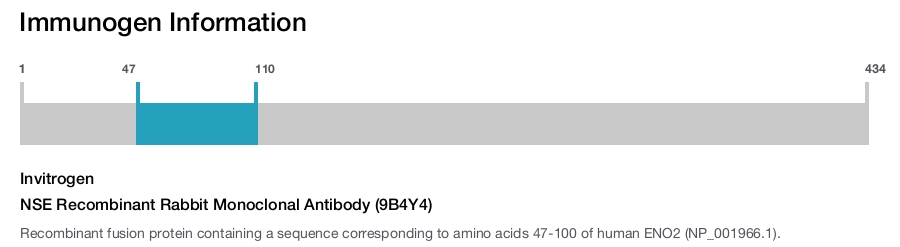 NSE Recombinant Rabbit Monoclonal Antibody (9B4Y4)