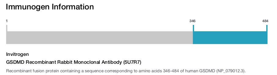 GSDMD Recombinant Rabbit Monoclonal Antibody (5U7R7)