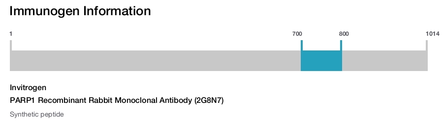 PARP1 Recombinant Rabbit Monoclonal Antibody (2G8N7)