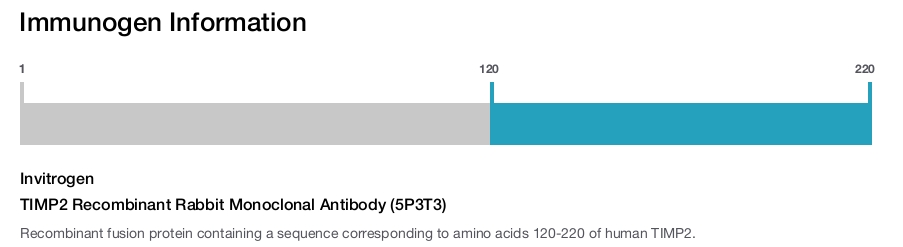 TIMP2 Recombinant Rabbit Monoclonal Antibody (5P3T3)