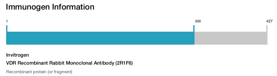VDR Recombinant Rabbit Monoclonal Antibody (2R1F6)