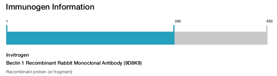 Beclin 1 Recombinant Rabbit Monoclonal Antibody (9D8K9)