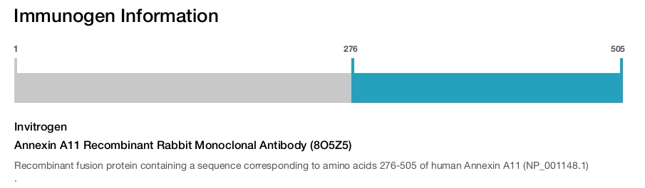 Annexin A11 Recombinant Rabbit Monoclonal Antibody (8O5Z5)