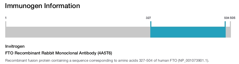FTO Recombinant Rabbit Monoclonal Antibody (4A5T6)