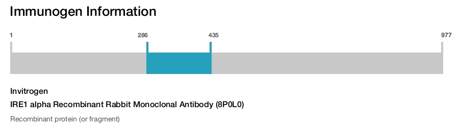 IRE1 alpha Recombinant Rabbit Monoclonal Antibody (8P0L0)