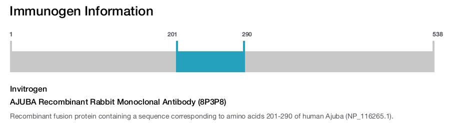 AJUBA Recombinant Rabbit Monoclonal Antibody (8P3P8)
