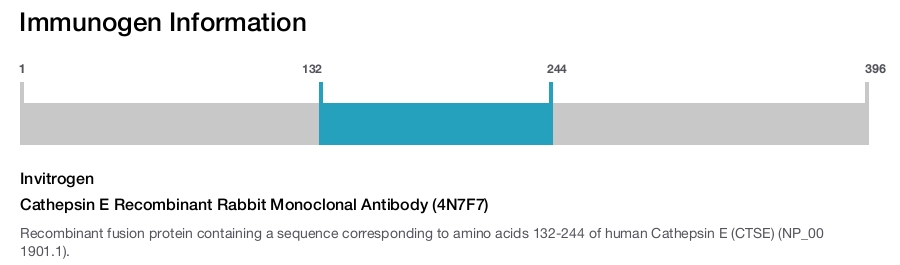 Cathepsin E Recombinant Rabbit Monoclonal Antibody (4N7F7)
