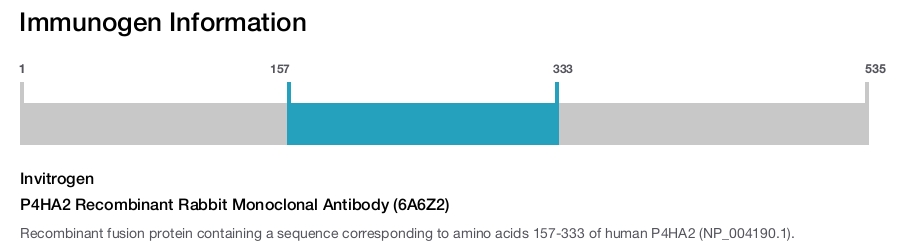 P4HA2 Recombinant Rabbit Monoclonal Antibody (6A6Z2)