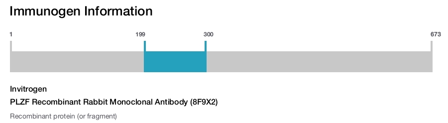 PLZF Recombinant Rabbit Monoclonal Antibody (8F9X2)
