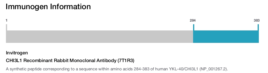 CHI3L1 Recombinant Rabbit Monoclonal Antibody (7T1R3)