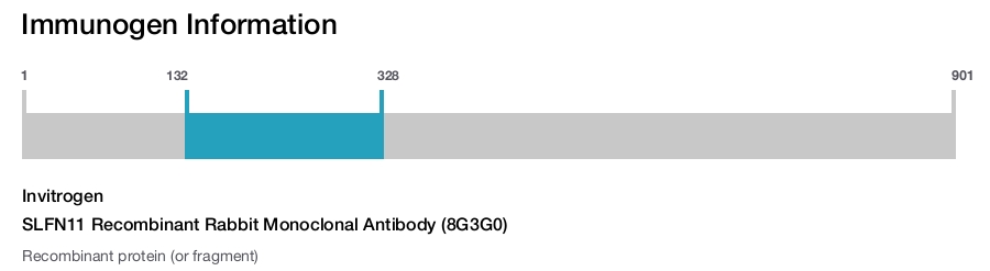SLFN11 Recombinant Rabbit Monoclonal Antibody (8G3G0)
