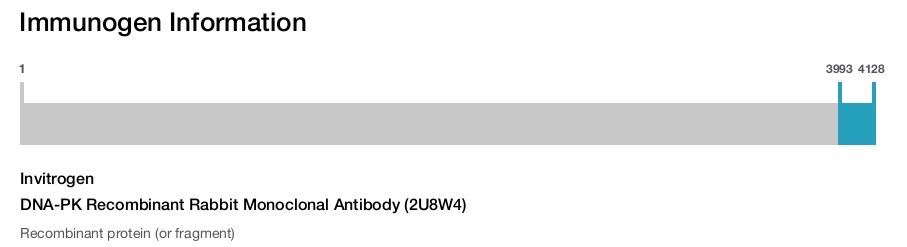 DNA-PK Recombinant Rabbit Monoclonal Antibody (2U8W4)