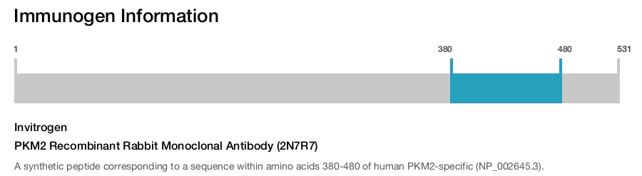 PKM2 Recombinant Rabbit Monoclonal Antibody (2N7R7)