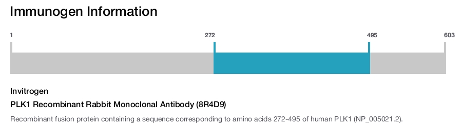 PLK1 Recombinant Rabbit Monoclonal Antibody (8R4D9)