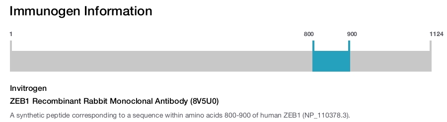 ZEB1 Recombinant Rabbit Monoclonal Antibody (8V5U0)
