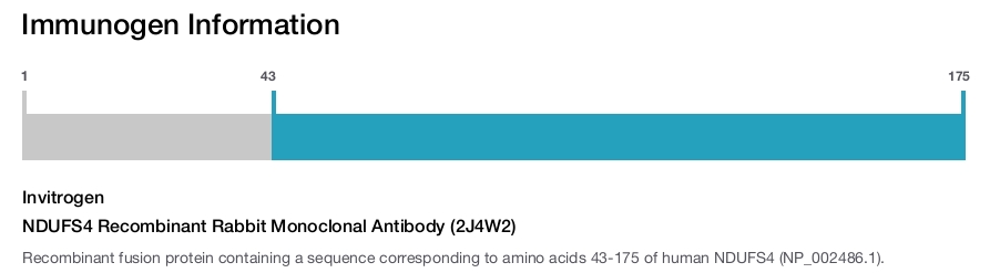 NDUFS4 Recombinant Rabbit Monoclonal Antibody (2J4W2)