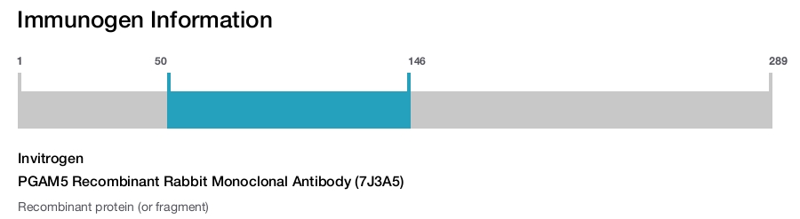 PGAM5 Recombinant Rabbit Monoclonal Antibody (7J3A5)