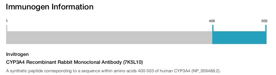 CYP3A4 Recombinant Rabbit Monoclonal Antibody (7K5L10)