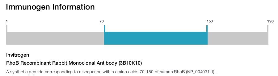 RhoB Recombinant Rabbit Monoclonal Antibody (3B10K10)