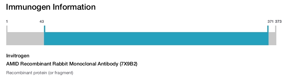 AMID Recombinant Rabbit Monoclonal Antibody (7X9B2)