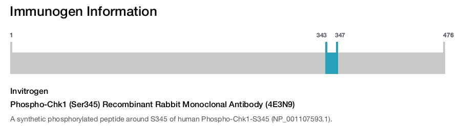 Phospho-Chk1 (Ser345) Recombinant Rabbit Monoclonal Antibody (4E3N9)